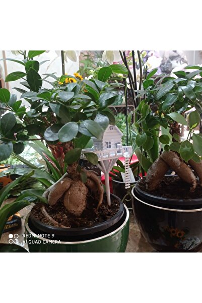 3D FUTURİSTİC Ağaç ev saksı dekoru