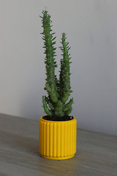 KesioLabs Renkli Dikey Çizgili Mini Saksı – Kaktüs & Sukulent Dekor Ürünü