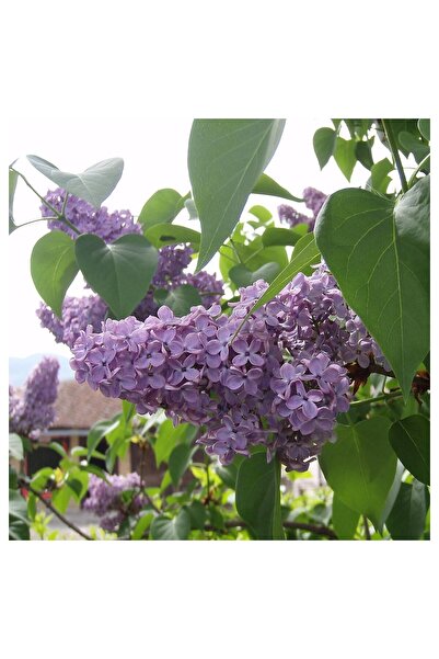 Mimoza Tüplü Hoş Kokulu Leylak (Syringa) Fidanı 30-60 cm