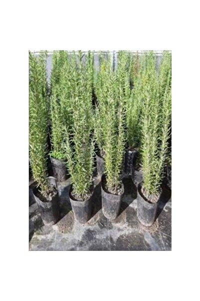Mimoza Biberiye Fidanı 10-20 cm