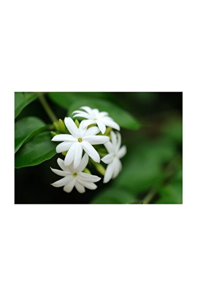 Mimoza Yasemin Çiçeği Fidanı 10-20 cm