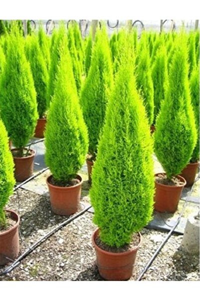 prestijiseed Ekim Seti Servi Limon Ağacı Tohumu Limon Servi Ağacı Tohumu Limo...