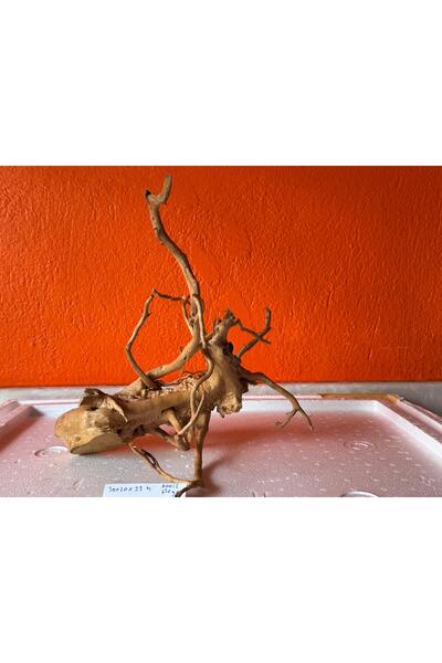 Meç Yati Kökü (No:60012) [30x20x33h]