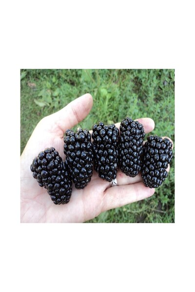 Mimoza Dikensiz Aromalı Jumbo Böğürtlen Fidanı 10-20 cm