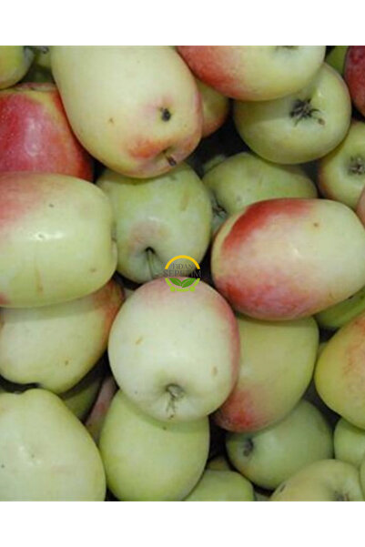 FİDAN SEPETİM 4 Yaş Aşılı Ferik (Ferek) Elma Fidanı