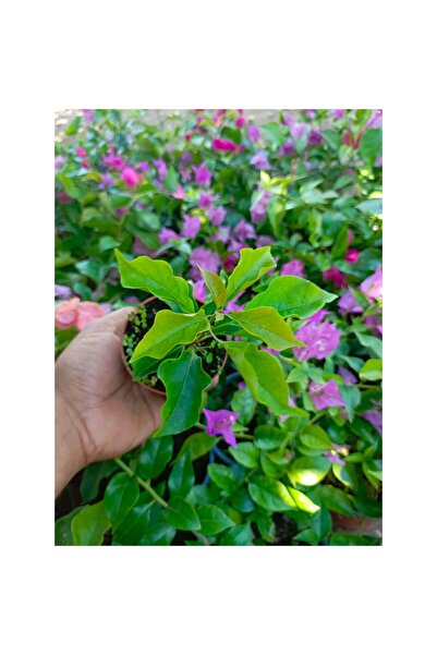 Mimoza Mor Begonvil Fidanı 10-20 cm