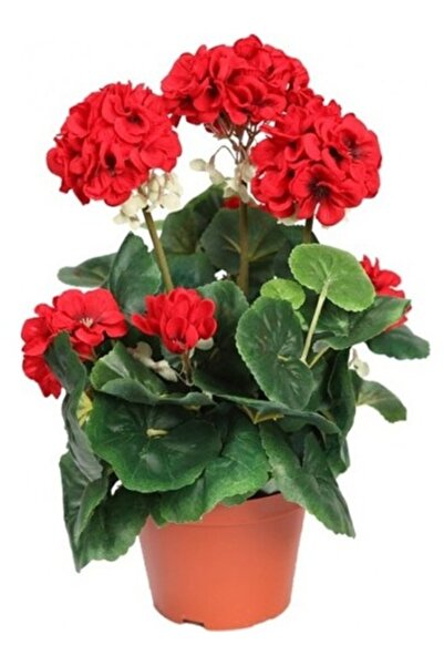 Mimoza Canlı Saksılı Sardunya Çiçek Fidanı Kırmızı 10-20 Cm