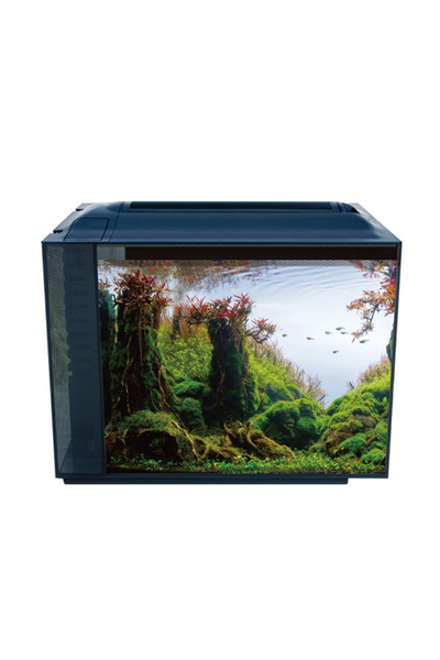 ANUBIAS AQUARIUM LIVE PLANTS Anubias Botia 55 Nano Akvaryum Siyah 55,5 x 29,5...