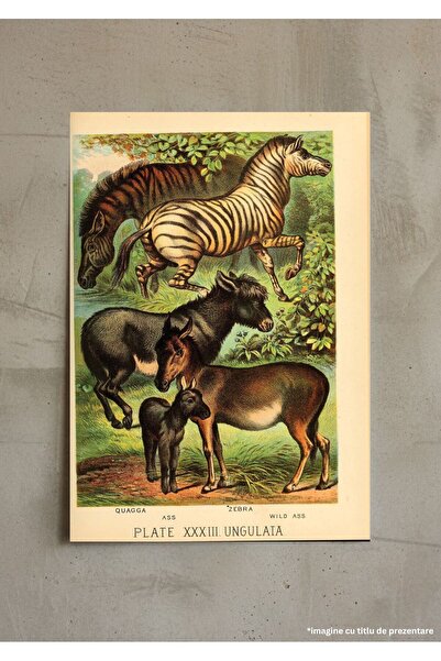 VreauPoster Poster A4 Johnson's household book of nature 2 Carton 250gr