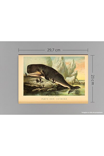 VreauPoster Poster A4 Johnson's household book of nature 6 Carton 250gr