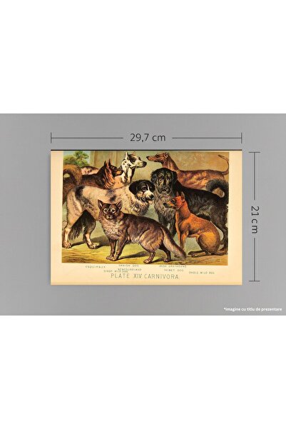 VreauPoster Poster A4 Johnson's household book of nature 8 Carton 250gr