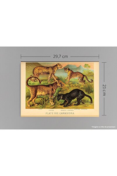 VreauPoster Poster A4 Johnson's household book of nature 4 Carton 250gr