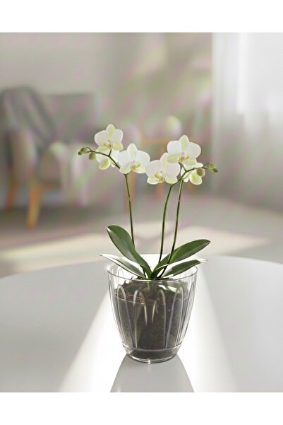 esm vase ORKİDE SAKSISI ŞEFFAF MODEL 0,75 LİTRE 12X11cm