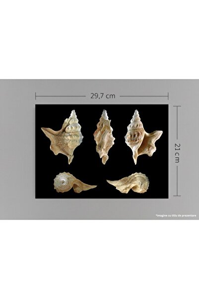 VreauPoster Poster A4 Aporrhais pespelecani fossil Carton 250gr