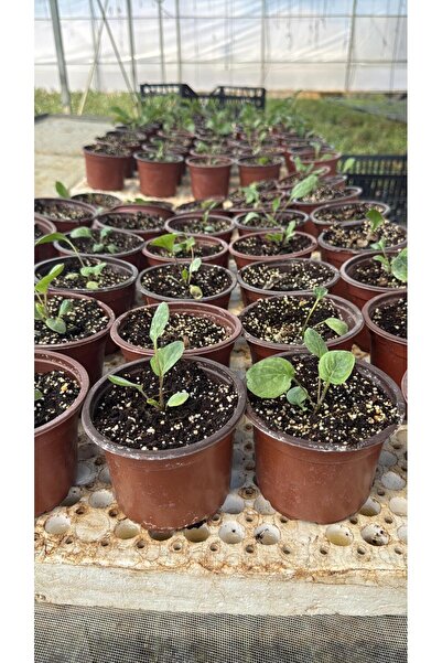 Selinus Turuncu Gerbera Çiçek Fidesi – Saksılı Canlı Bitki