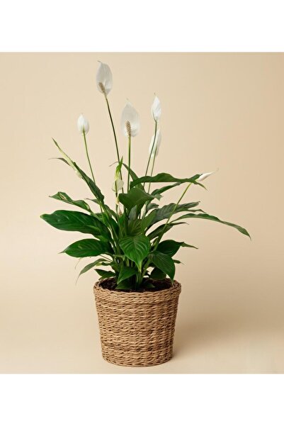 E&F BLOOMERY FLOWERS Salon Bitkisi Barış Çiçeği Spatifilyum Çiçeği M