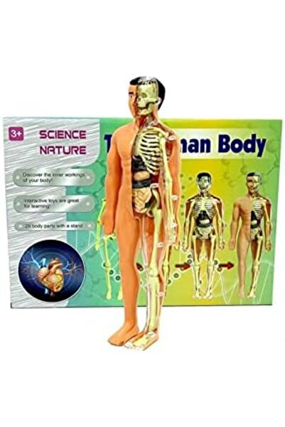 STOREMAX modashine Oyuncak İnsan Vücudu Ve İskelet Sistemi Modeli polymix 117...