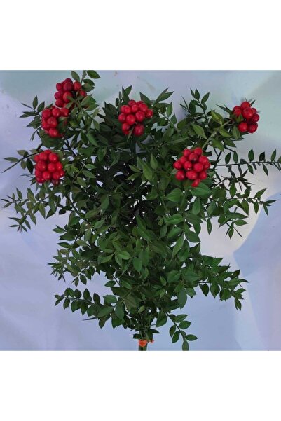 Empressco Yılbaşı Çiçeği, Kokina, 6 Dal, Kırmızı, Şık ve Canlı Dekorasyon Hediye