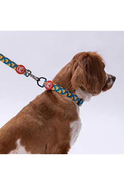 Pawstar Ducks Duck Pattern Dog Collar Adjustable Dog Collar m Size (32-48cm Neck Circumference)