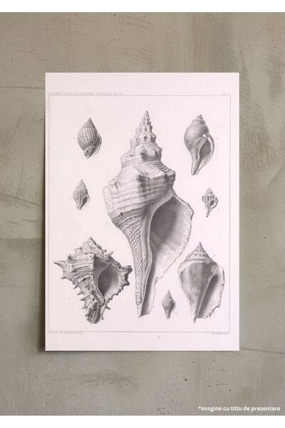 VreauPoster Poster A4 Pleiocene fossils of South Carolina 4 Carton 250gr