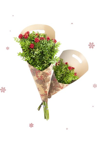 gardenkoala Kokina Çiçeği Demeti (Yılbaşı Çiçeği) - 6'lı Demet