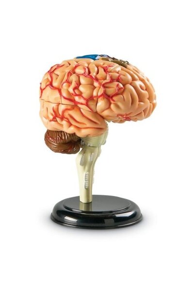 Learning Resources Macheta creierul uman