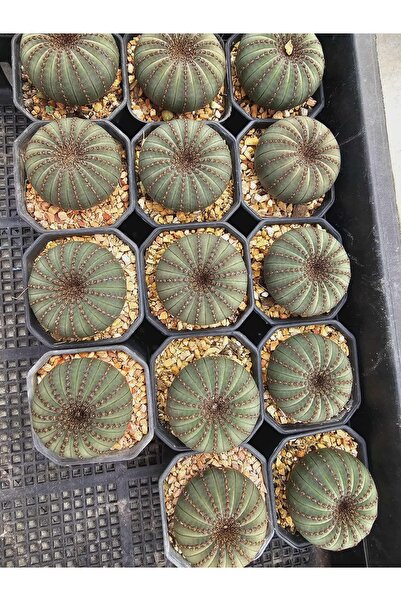 ATLANTE CACTUS Frailea Castanea (Kestane Kaktüs) - L boy