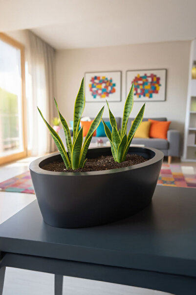 DEQQU Aura Elipso Elips Fiber Saksı 40x30x20cm Mat - İç ve Dış Mekan