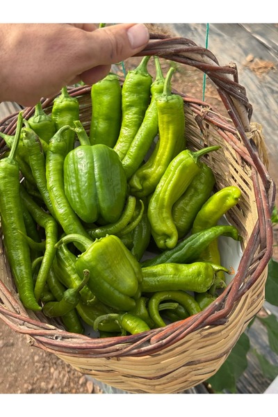 Granbusa Yeşil Biber Paketi 2kg Karışık Taze