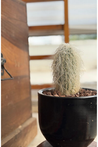 Le Bitki Atölyesi Cephalocereus Senilis Yaşlı Adam Kaktüs Koleksiyonluk Nadir...