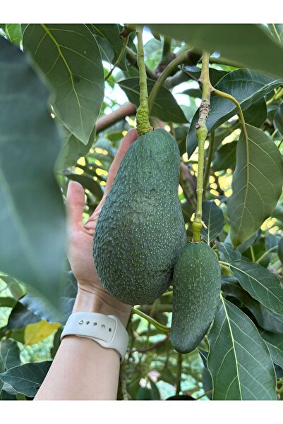 Store Fuerte Cinsi Alanya Avokadosu 1 Kg (5-6) adet