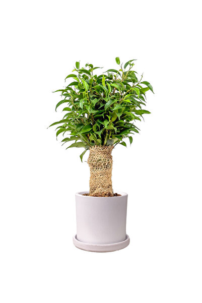 Fidanburada Benjamin Mini (Ficus Benjamina Danielle) Ruby Beyaz Saksılı