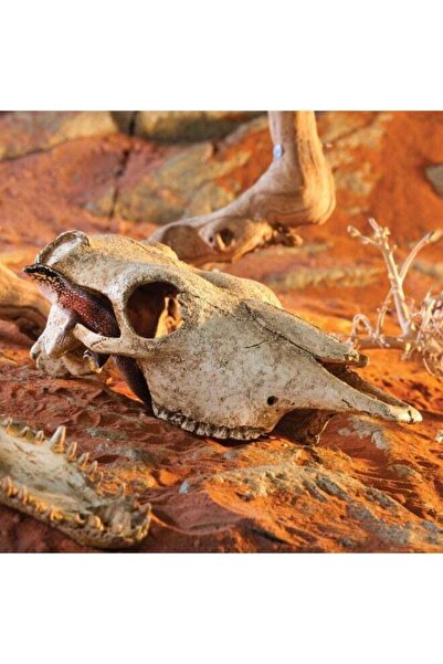 Exo Terra جمجمة الجاموس 4.2