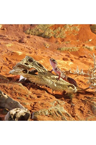 Exo Terra جمجمة التمساح