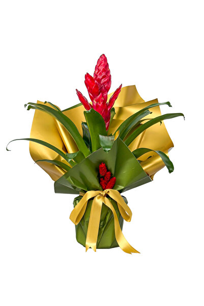 Fidanburada Kırmızı Alev Kılıcı Çiçeği (Vriesea Splendens) Hediye Paketli