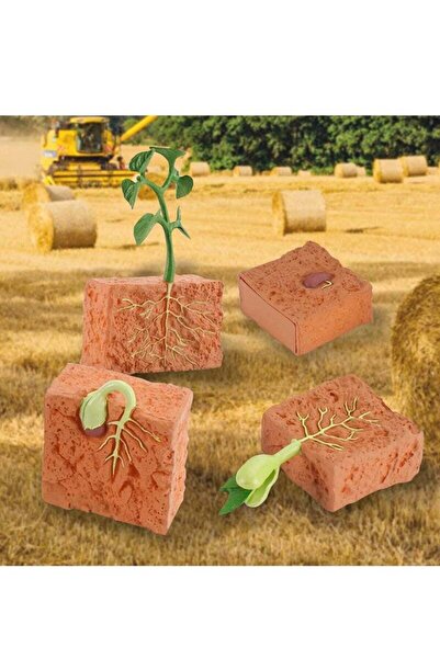 Generic Plant Growth Cycle Model Playset - Educational Plant Life Cycle Figurines
