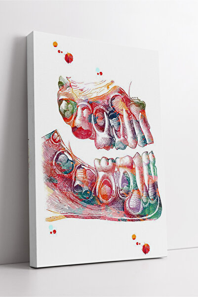 KOSS Dijital Structura colorată a fălcilor și a dinților Design de anatomie a...