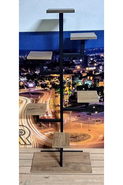 Argem Kaktüs çiçeklik