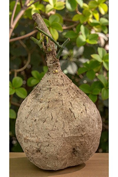 ATLANTE CACTUS CAUDICIFORM Adenia Adenia Viridiflora – Olgun Kaudeks Formlu K...