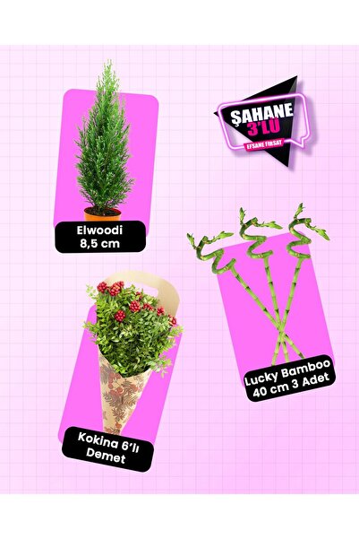 gardenkoala 3'lü Yılbaşı Seti – Elwoodi Yılbaşı Çamı + Kokina 6'lı Demet + Şa...