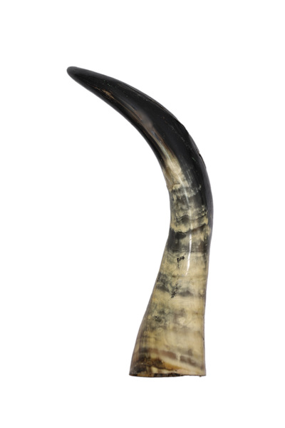Generic Real Natural Horn Hand-Carved Decorative Sculpture – Home and Office Accent