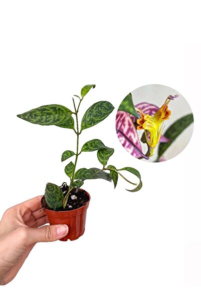 retro çiçekçilik Sarı Çiçekli Ruj Çiçeği - Aeschynanthus Marmoratus