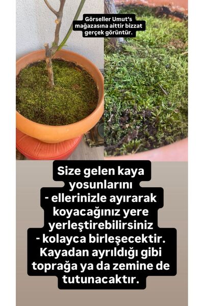 Joy and Toys Doğal Yosun Çim Kaya Yosunu Gerçek Bitki Solmaz Bozulmaz Teraryum 30-20 Cm