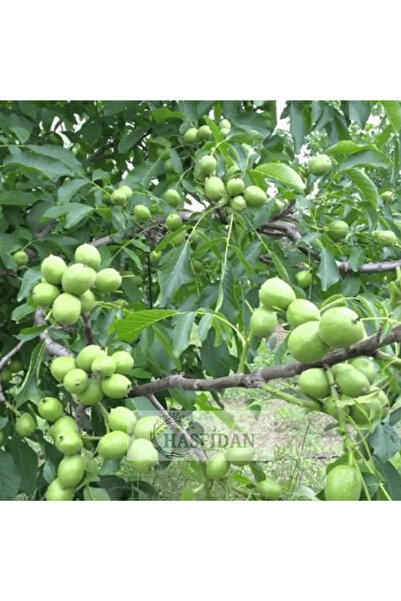 Has Cevizcilik 10 Adet 1 Mt Fernor 1 Tozlayıcı Soğuk Iklim Yüksek Verimli Cev...