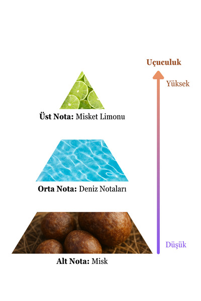 sohe Alesta Erkek Parfüm 100 ml Edc