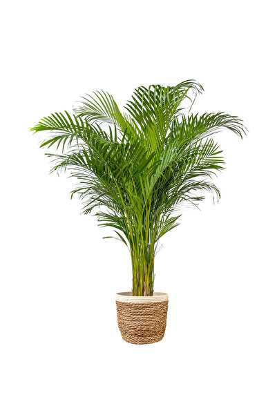 Fidanburada Areka Palmiyesi Xl (DYPSİS LUTESCENS) Lane Beyaz Hasır Saksılı
