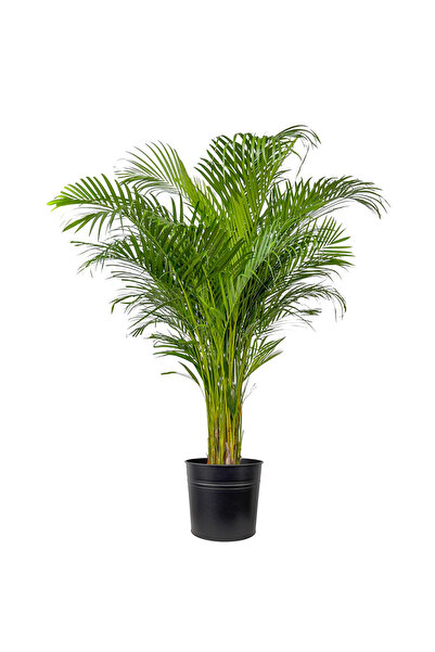 Fidanburada Areka Palmiyesi Xl (DYPSİS LUTESCENS) Siyah Metal Saksılı