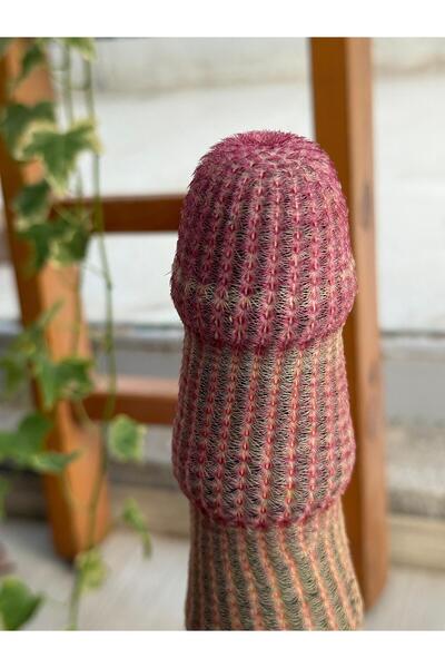 Le Bitki Atölyesi Echinocereus Rigidissimus v. El Yapımı Çömlek Saksıda Kaktüs