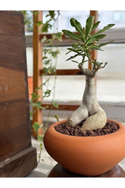 Le Bitki Atölyesi Adenium Obesum Çöl Gülü 8 Yaşında Özel Form Koleksiyonluk E...