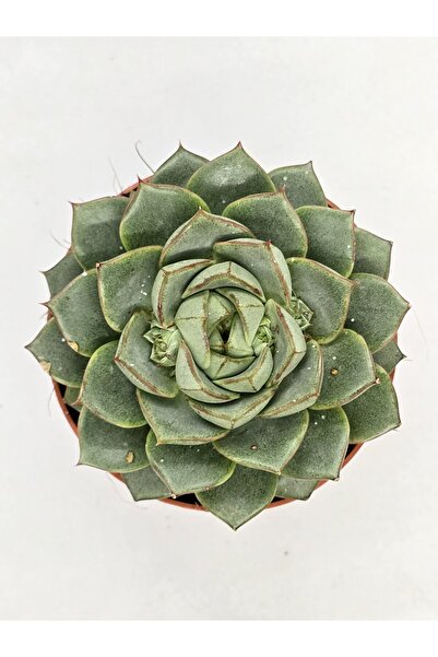 DOĞA BAHÇESİ Echeveria Fabiola Büyük Boy Koleksiyonluk Sukulent 8cm Saksılı